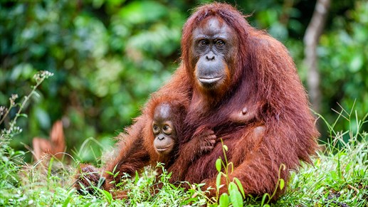 Kom tett på Borneos orangutaner
