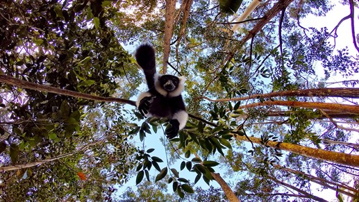 Lemurer, lemurer, lemurer på Madagaskar